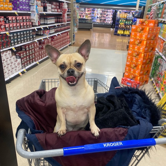 Meet your Posher, Monet - Picture 1 of 1